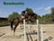 Horse ad