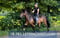 Horse ad