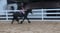 Annuncio cavallo