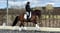 Horse ad