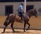 Horse ad