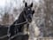 Horse ad
