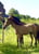 Horse ad