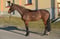 Pferdeinserat