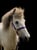 Horse ad