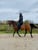 Annuncio cavallo