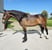 Horse ad