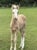 Annuncio cavallo
