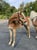 Horse ad
