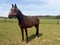 Horse ad