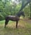Horse ad