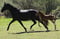 Annonce cheval
