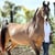 Annuncio cavallo