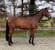 Horse ad