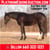 Paardadvertentie