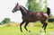 Horse ad