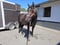 Annuncio cavallo