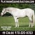 Horse ad