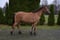 Annonce cheval