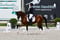 Annuncio cavallo