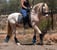 Horse ad