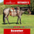 Paardadvertentie