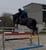 Annuncio cavallo