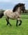 Annuncio cavallo