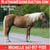 Annuncio cavallo