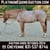 Anuncio de caballos