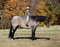 Horse ad