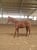 Annuncio cavallo