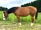Annuncio cavallo