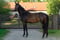Horse ad