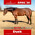Paardadvertentie
