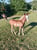 Annonce cheval