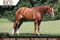 Paardadvertentie