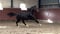 Annuncio cavallo