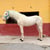 Annuncio cavallo