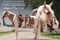 Horse ad