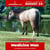 Paardadvertentie