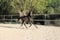 Annuncio cavallo