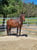 Horse ad