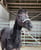 Annonce cheval