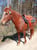 Horse ad
