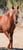 Horse ad