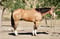Annuncio cavallo