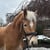 Horse ad