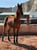 Horse ad