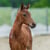 Horse ad